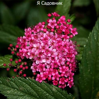 Саженец Спиреи "Фробели" Саженец Спиреи "Фробели"
